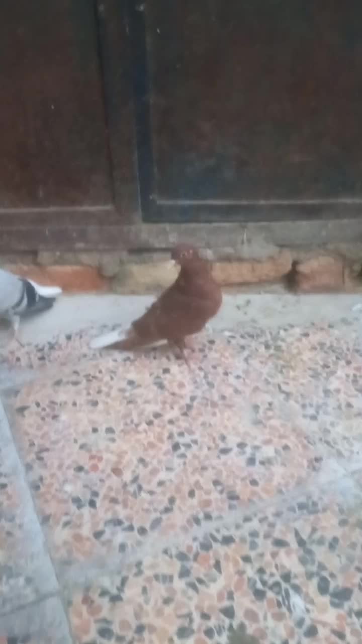 جوجه|پرنده|زاهدان, |دیوار