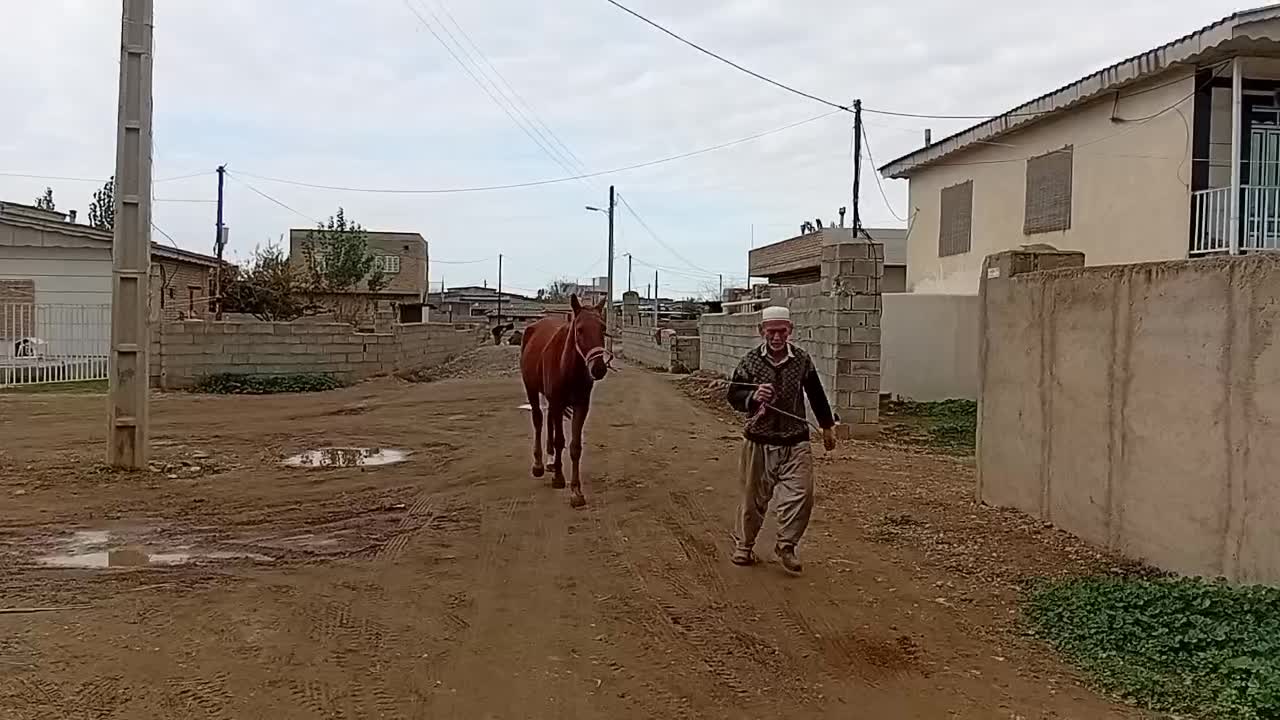 اسب ترکمن|اسب و تجهیزات اسب‌سواری|گنبد کاووس, |دیوار