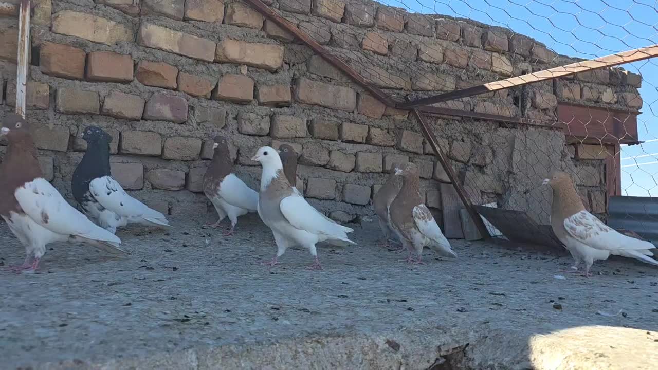 تیپ کله رنگی|پرنده|بیرجند, |دیوار