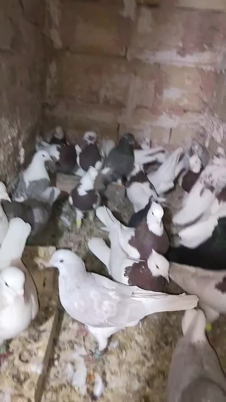 یه چق رنگه|پرنده|سبزوار, غرب نیروگاه|دیوار