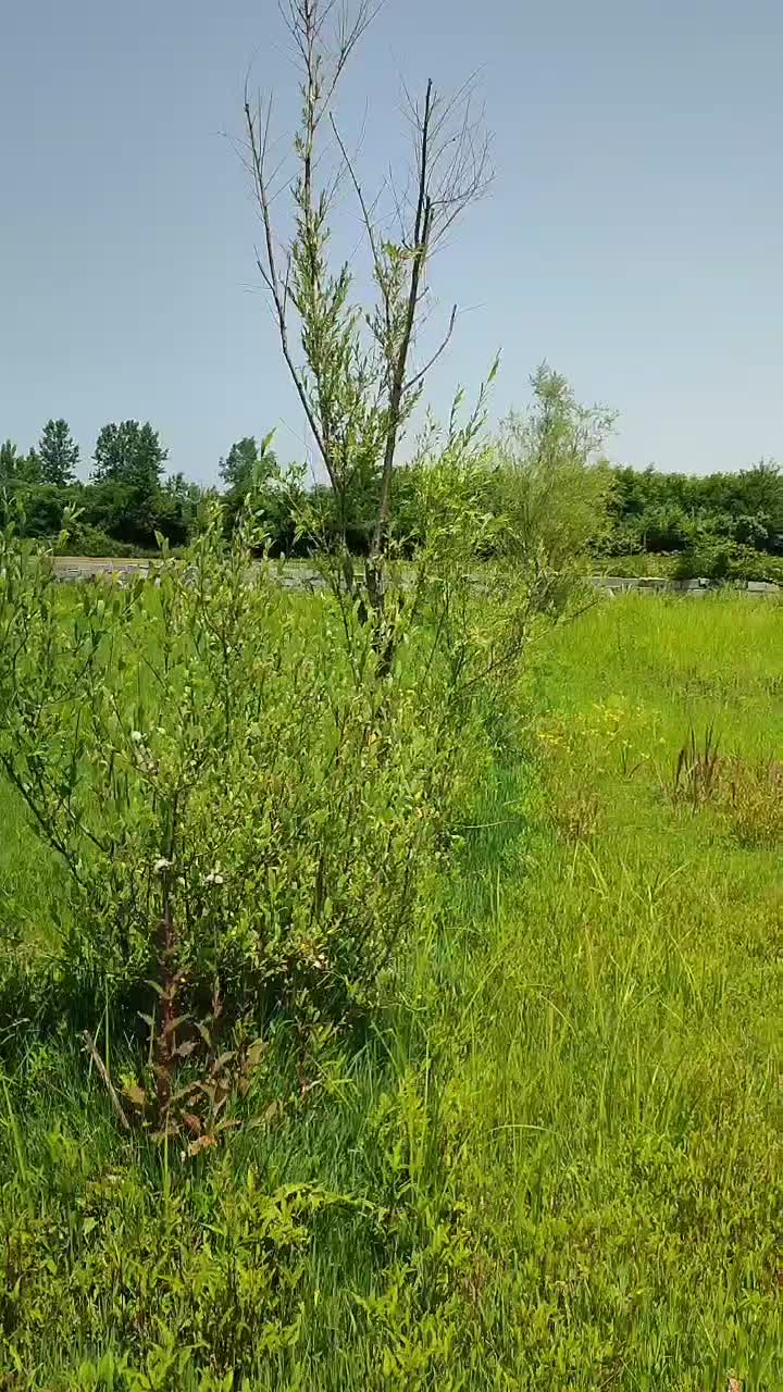 فروش زمین در روستای چهارده|فروش زمین و ملک کلنگی|آستانه اشرفیه, |دیوار