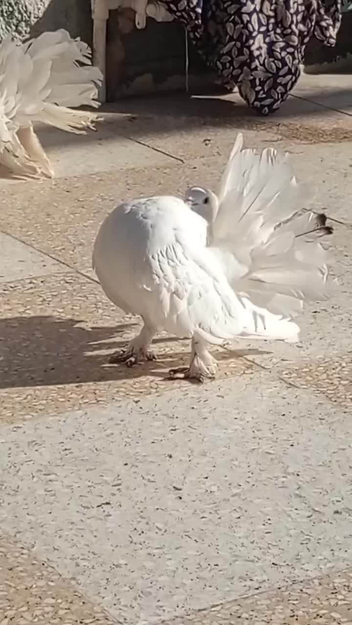 کبوتر تزئینی|پرنده|میناب, |دیوار