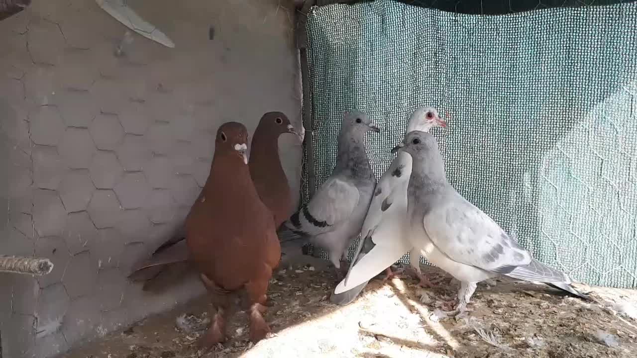 جوجه گلی جوجه سبز|پرنده|زرند, |دیوار