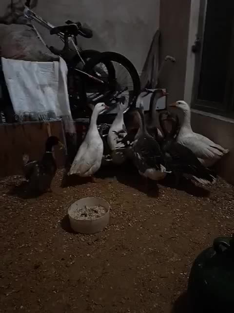 قو غاز|حیوانات مزرعه|ارومیه, |دیوار