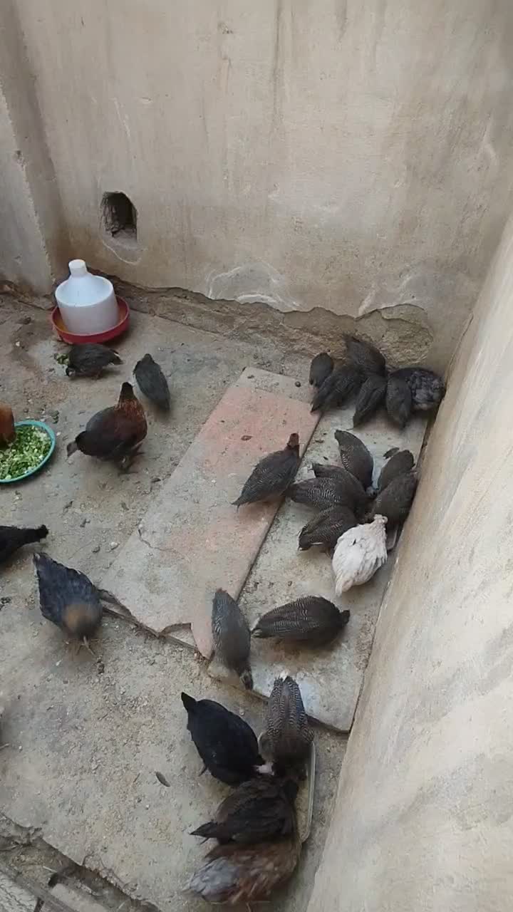 مرغ شاخدار مرغ گلین جوجه محلی|حیوانات مزرعه|هشتگرد, شهرک راه آهن|دیوار