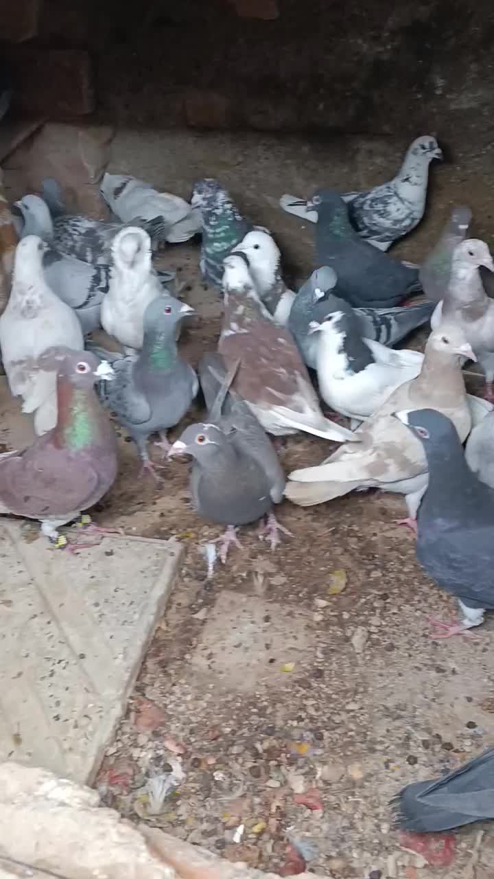 فروش|پرنده|درمیان, |دیوار