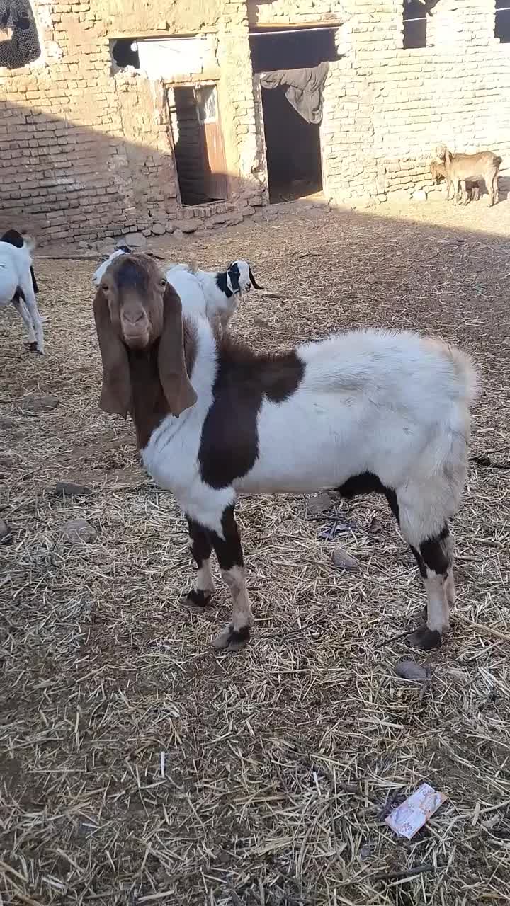 سلام نربز شیره دار..و میش تقلی مغانی|حیوانات مزرعه|تربت جام, میان جام|دیوار