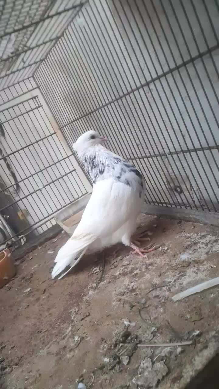 کبوتر کفتر|پرنده|قشم, |دیوار