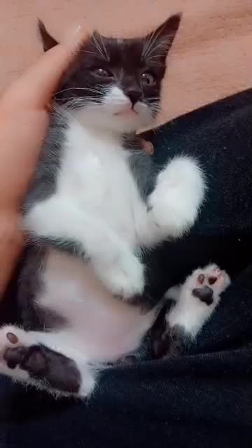 واگذاری رایگان|گربه|قم, پردیسان|دیوار