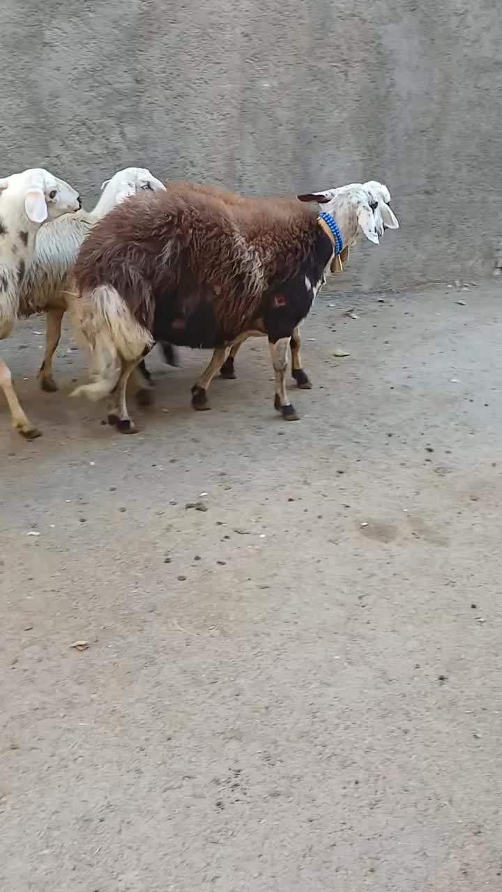 میشو بره کله عروس|حیوانات مزرعه|بروجرد, |دیوار