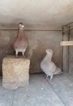 جفت نر و ماده کفتر کار|پرنده|شیراز, پودنک|دیوار