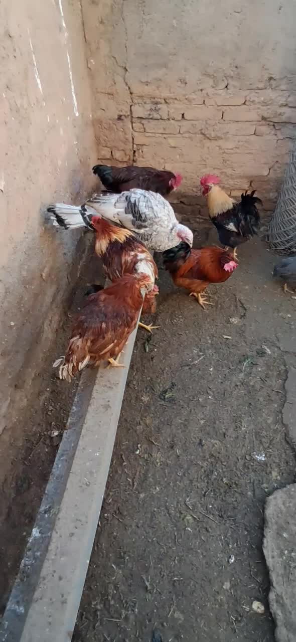 خروس|حیوانات مزرعه|قیدار, |دیوار