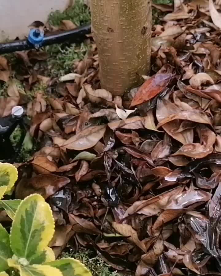 آبیاری قطره ای بارانی هوشمند دیوار سبز گلخانه|خدمات باغبانی و درختکاری|مشهد, سجاد شهر|دیوار