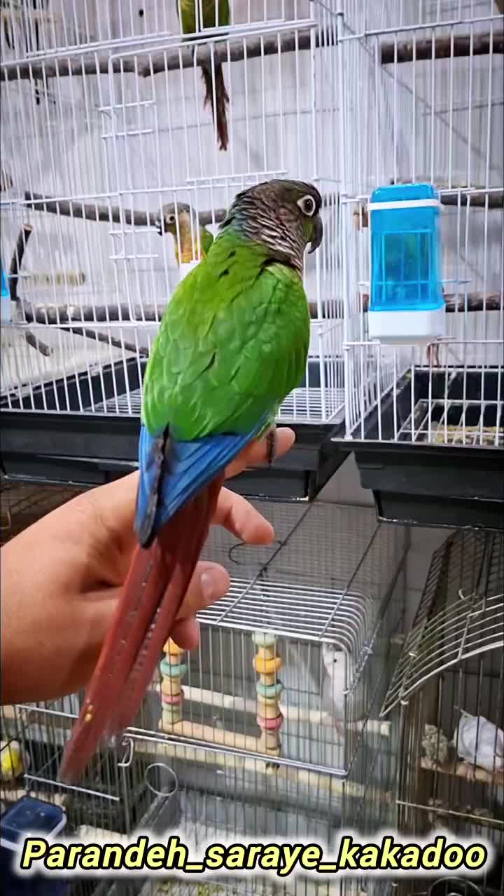 *پرنده سـرای کاکـادو*|پرنده|سنندج, |دیوار