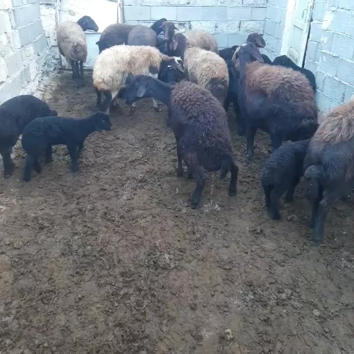 گوسفند بره دار|حیوانات مزرعه|ماهنشان, |دیوار