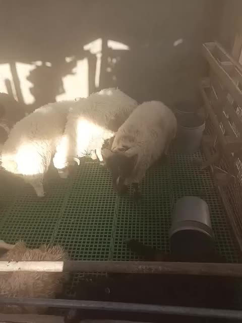 بره نر جوان جهت نذر و عقیقه و داشتی|حیوانات مزرعه|اشکذر, |دیوار