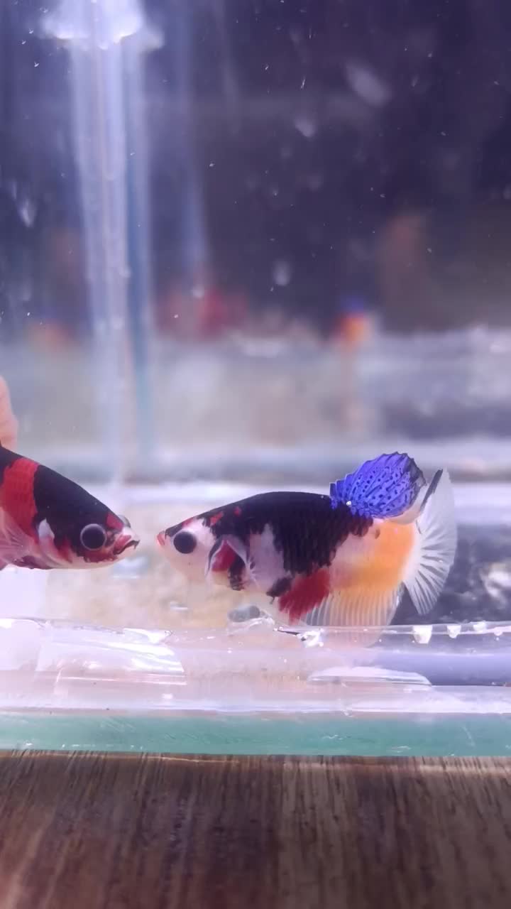 ماهی فایتر پلاکت|ماهی|تهران, جوادیه|دیوار