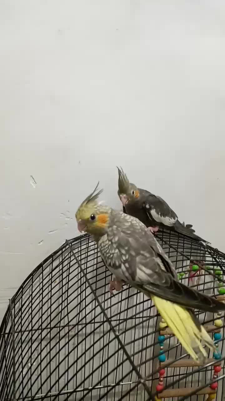 2عدد عروس هلندی۴ماهه تازه دونخور شدن|پرنده|صفادشت, |دیوار