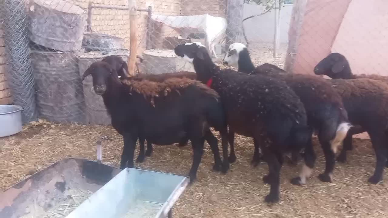 شیشک میش غزل افشار درجه یک|حیوانات مزرعه|داران, |دیوار