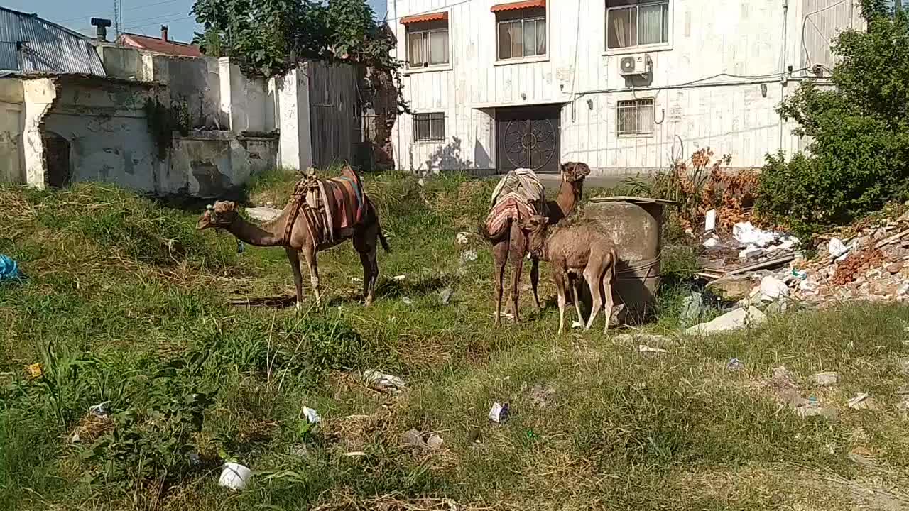 فروش خانه ویلایی ۲۰۰ متری ۲ خوابه در کوی آزادگان|فروش خانه و ویلا|لاهیجان, کوی آزادگان|دیوار
