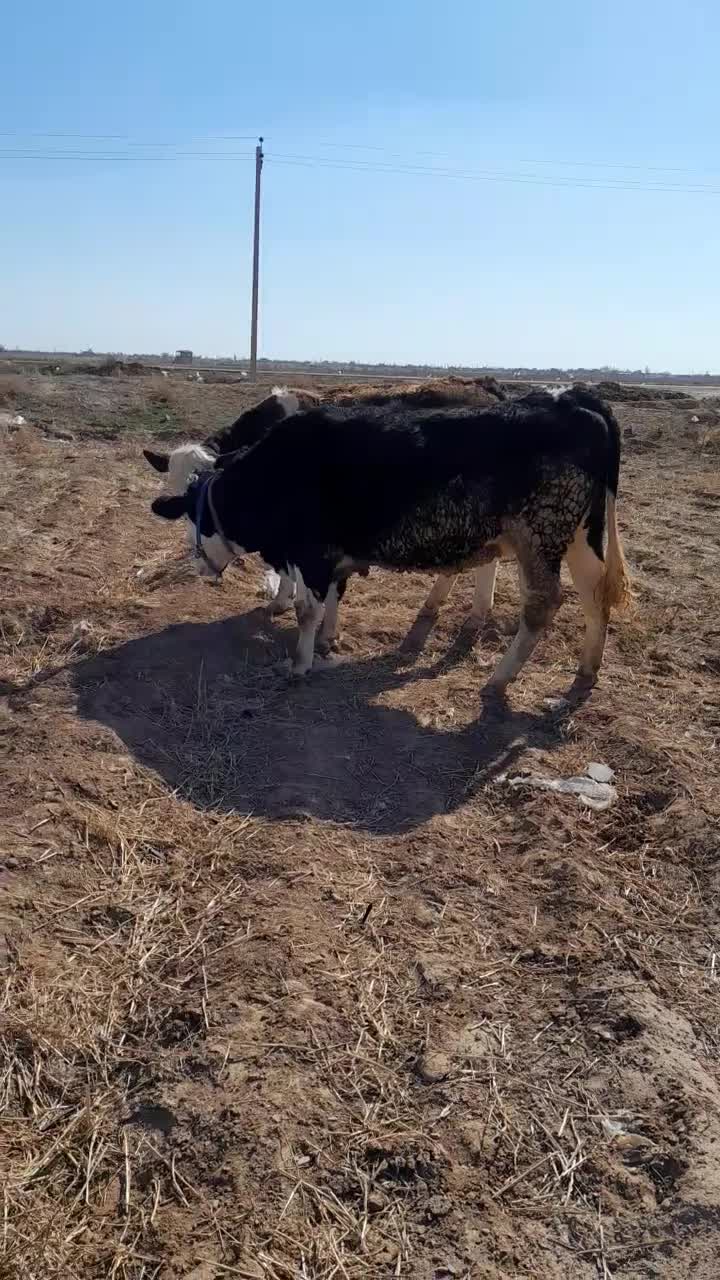 تلیسه|حیوانات مزرعه|اسفرورین, |دیوار