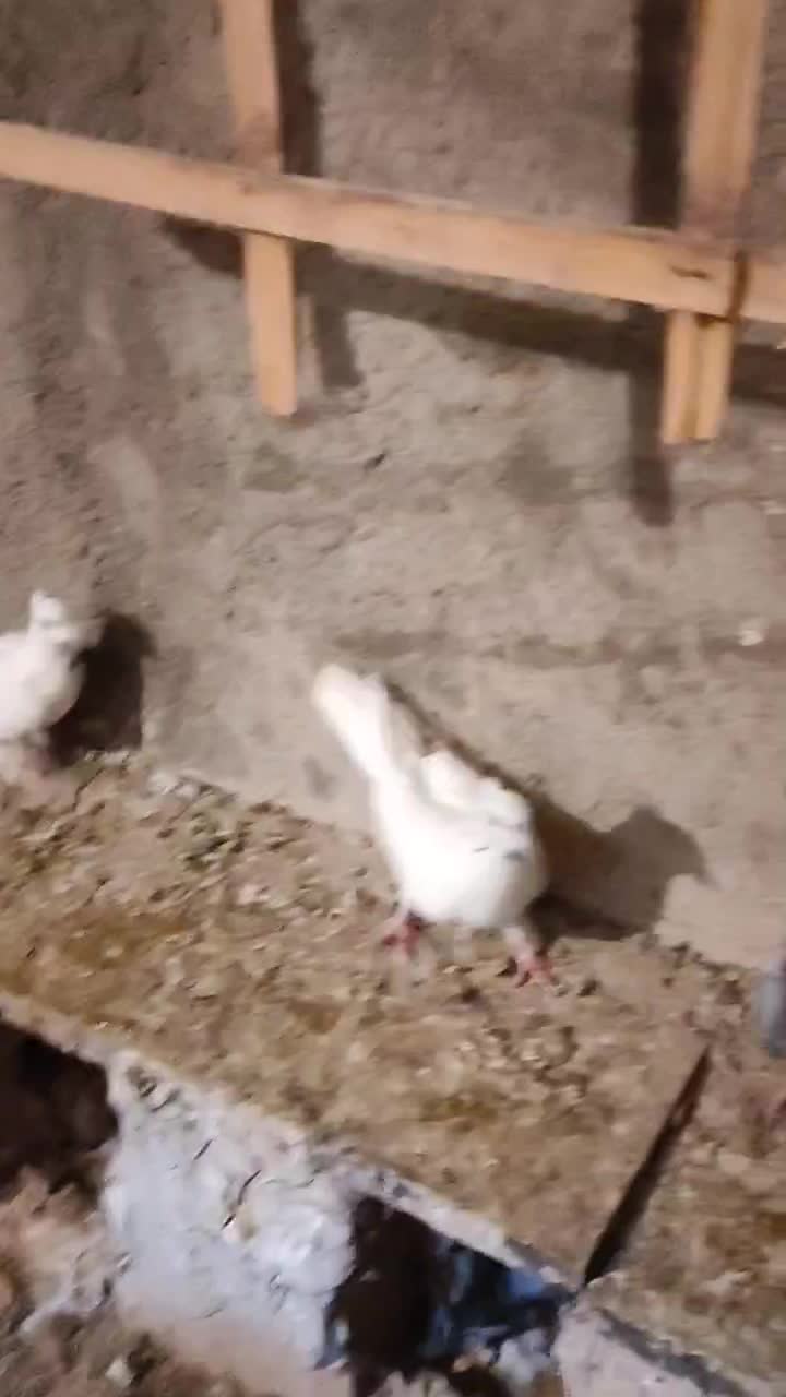 3 عدد کفتر|پرنده|چناران, |دیوار