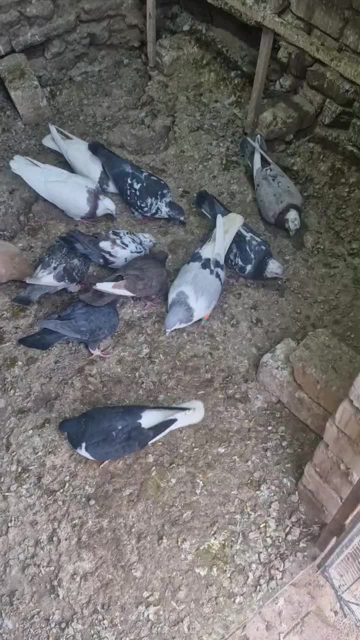 کبوتر|پرنده|ضیاء آباد, |دیوار