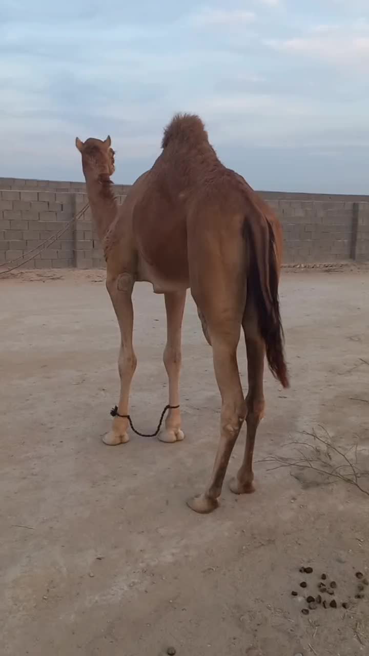 شترنرفروشی|حیوانات مزرعه|بندرعباس, |دیوار