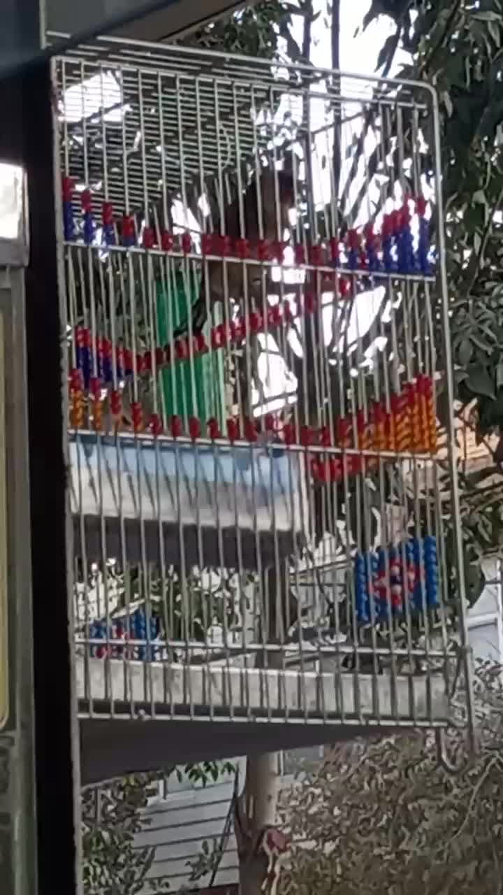 سهره ۳ ساله|پرنده|قم, شاه ابراهیم|دیوار