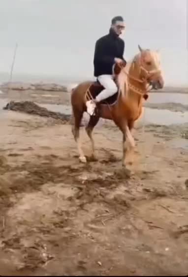 اسب سمند|اسب و تجهیزات اسب‌سواری|قدس, شهرک صنعتی زاگرس|دیوار