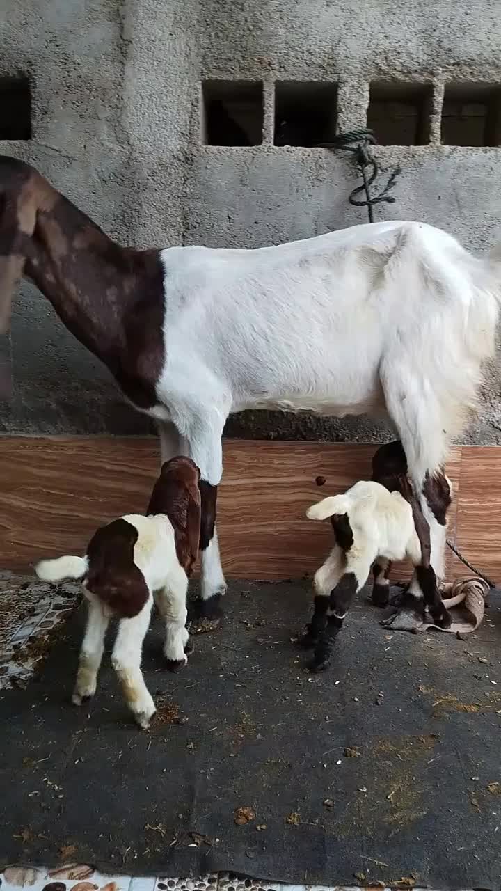 بز با بره درهندیجان|حیوانات مزرعه|بندر ماهشهر, |دیوار