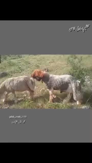 قوچ نرمیش|حیوانات مزرعه|ناغان, |دیوار