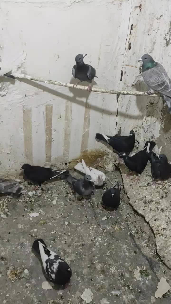 کفتر.تهرانی. شهرستانی.قرسوی|پرنده|فشاپویه, |دیوار