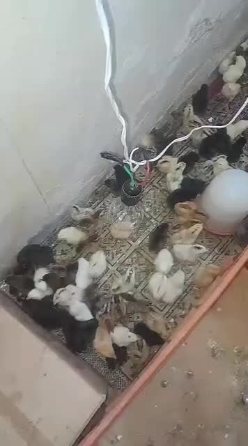 دستگاه جوجه کشی|لوازم جانبی حیوانات|زابل, |دیوار