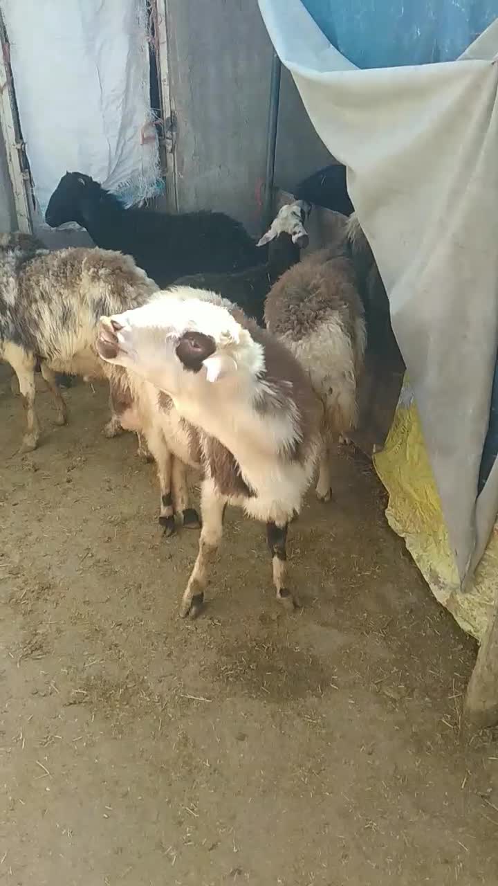 بره قوچ|حیوانات مزرعه|بیرانوند, |دیوار