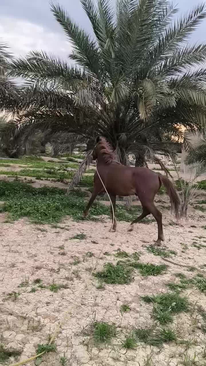 اسب|اسب و تجهیزات اسب‌سواری|چمران, |دیوار