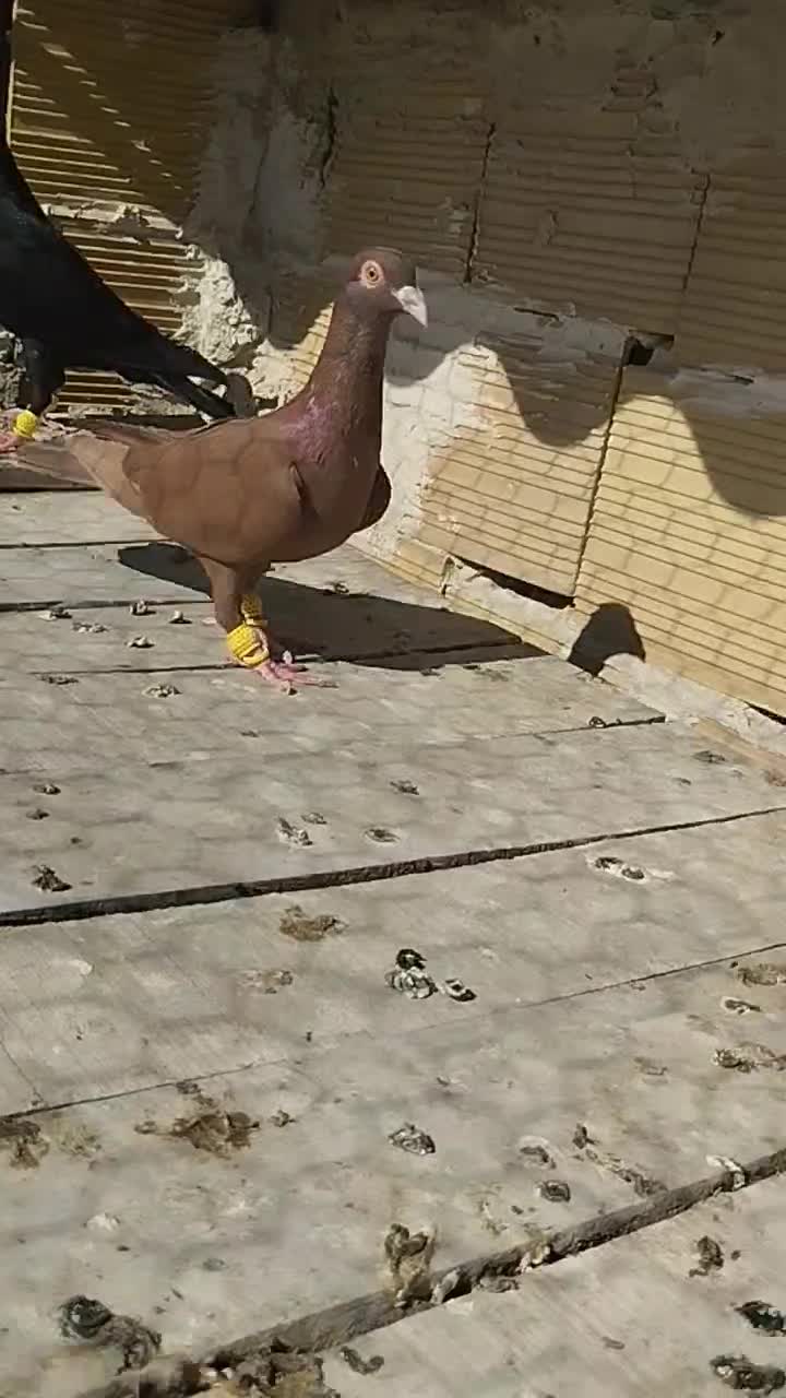 ماده|پرنده|محمدیه-قزوین, |دیوار