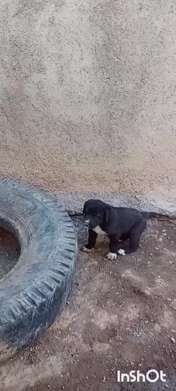 فروشی ۶۷روزه افغان و سراب|سگ|جغتای, |دیوار