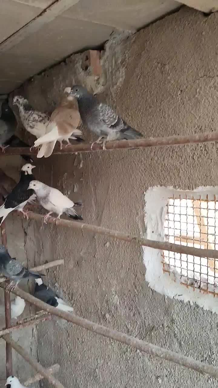 جوجه کفتر پرشی|پرنده|ری, شهرک نظامی|دیوار