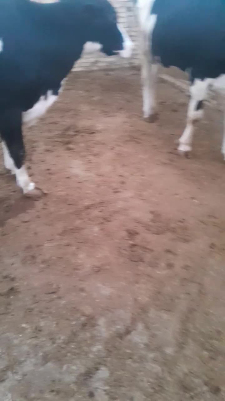 دو راس گاو هلشتاین آبستن سنگین|حیوانات مزرعه|سجاس رود, |دیوار