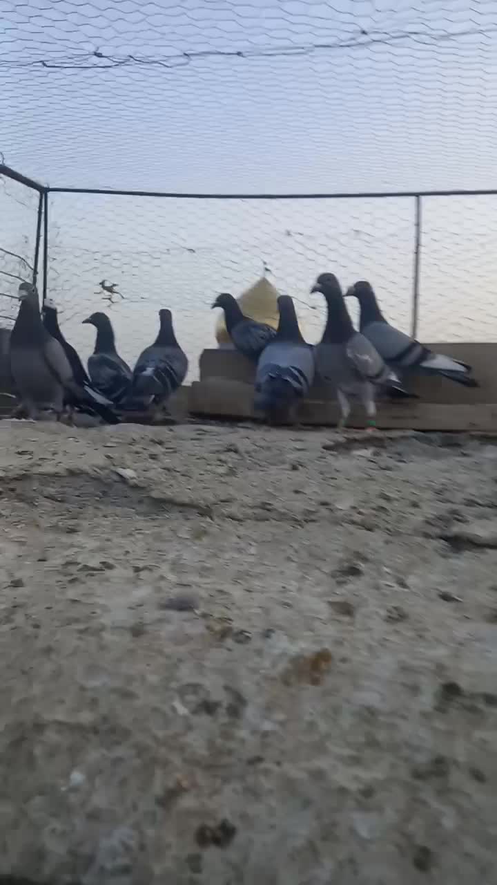 قناری مست وکفتر آلمانی|پرنده|تربت‌حیدریه, بازار|دیوار