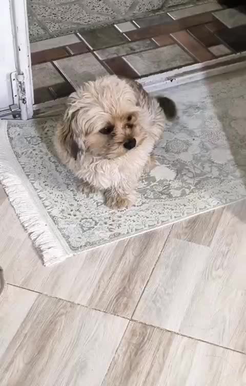 سگ پشمالو شیتزو|سگ|نیشابور, رحمت آباد|دیوار