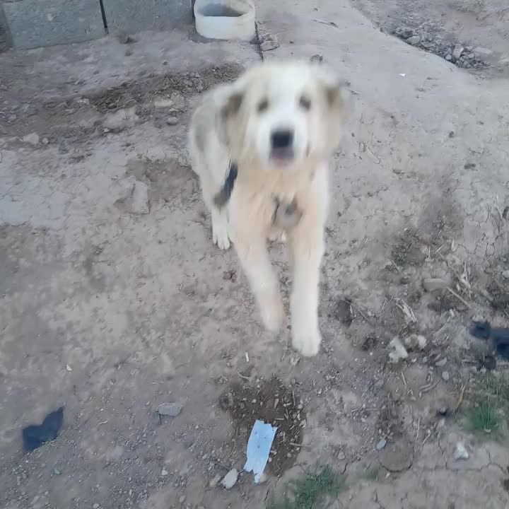 توله نر|سگ|خوسف, |دیوار