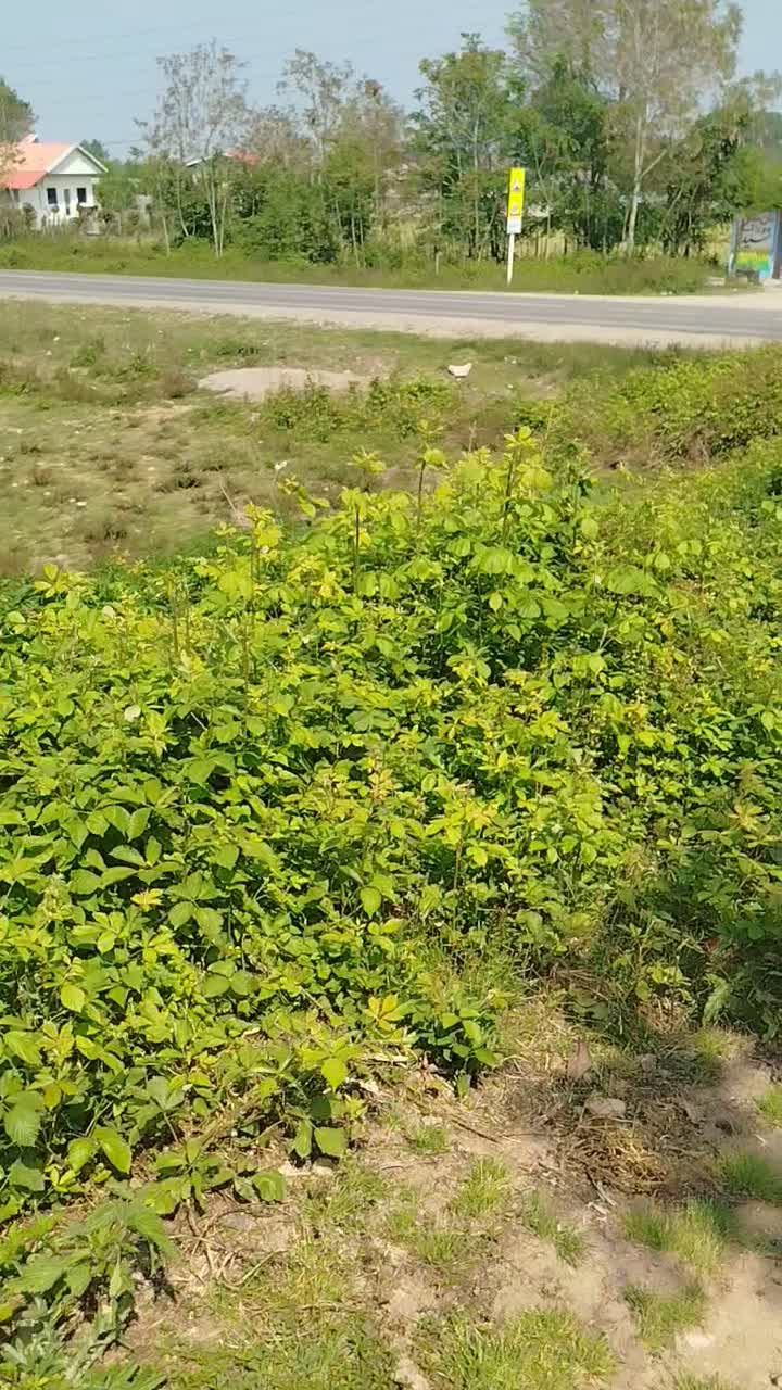 اسب نریان|اسب و تجهیزات اسبسواری|فومن, |دیوار