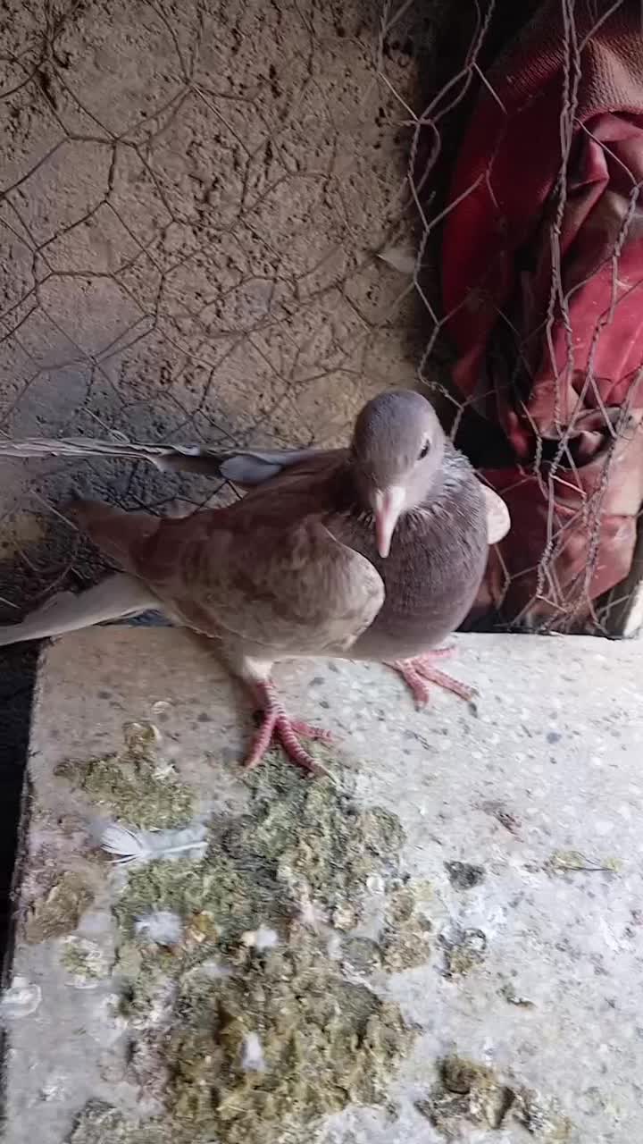 کبوتر پرشی|پرنده|سبزوار, شرق کال شمالی|دیوار