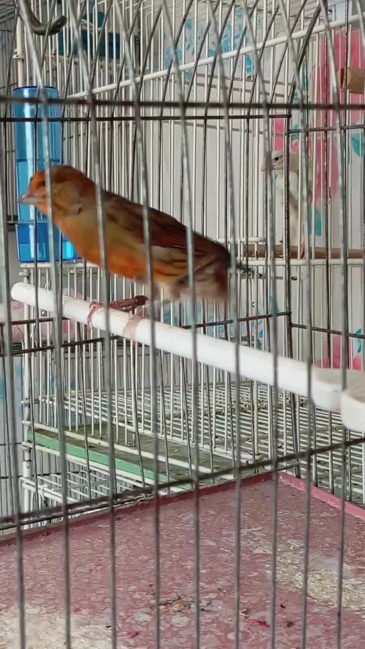 قناری پرتقالی نر و سوخته نر|پرنده|بیجار, |دیوار