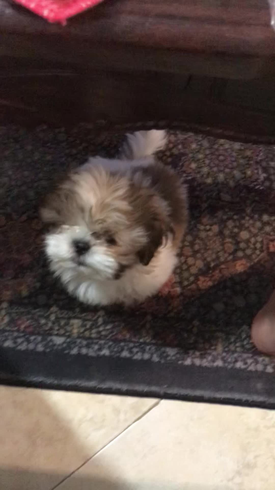 پودل کراس  عروسکی فوری|سگ|اندیشه, اندیشه فاز ۱|دیوار