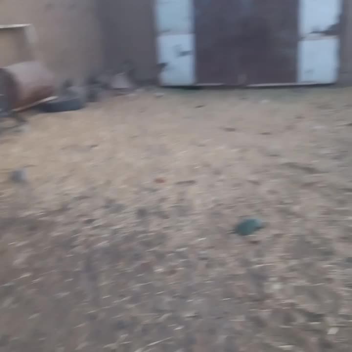 ۴ عددمیش ابستن ۲تاش سر پستان|حیوانات مزرعه|شراء, |دیوار