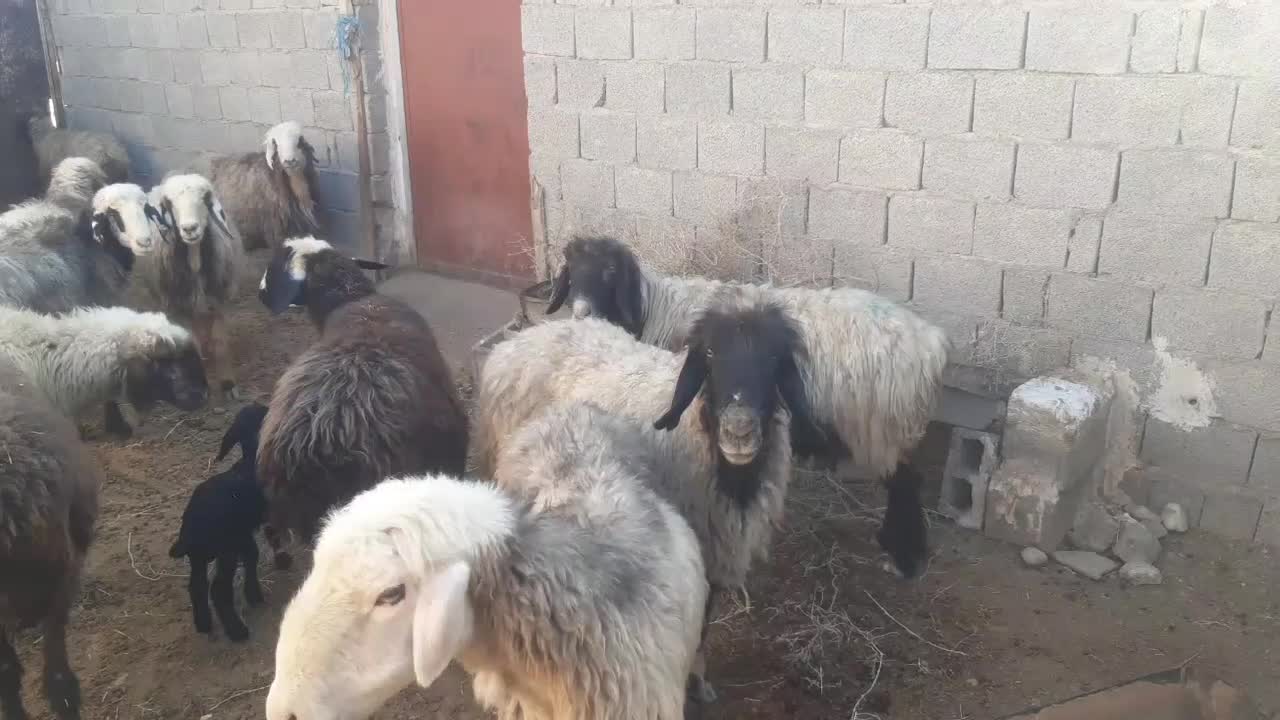 گوسفند ترکی|حیوانات مزرعه|ریگ, |دیوار