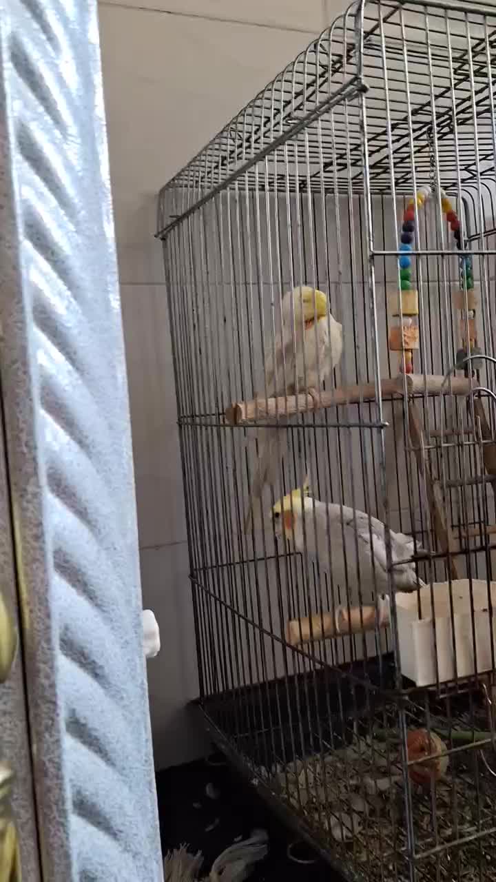 جفت عروس هلندی سخنگو|پرنده|حمیدیا, |دیوار